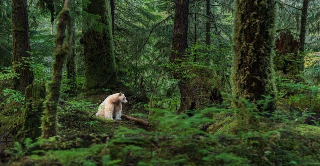 Spirit Bear Lodge - Klemtu, Canada