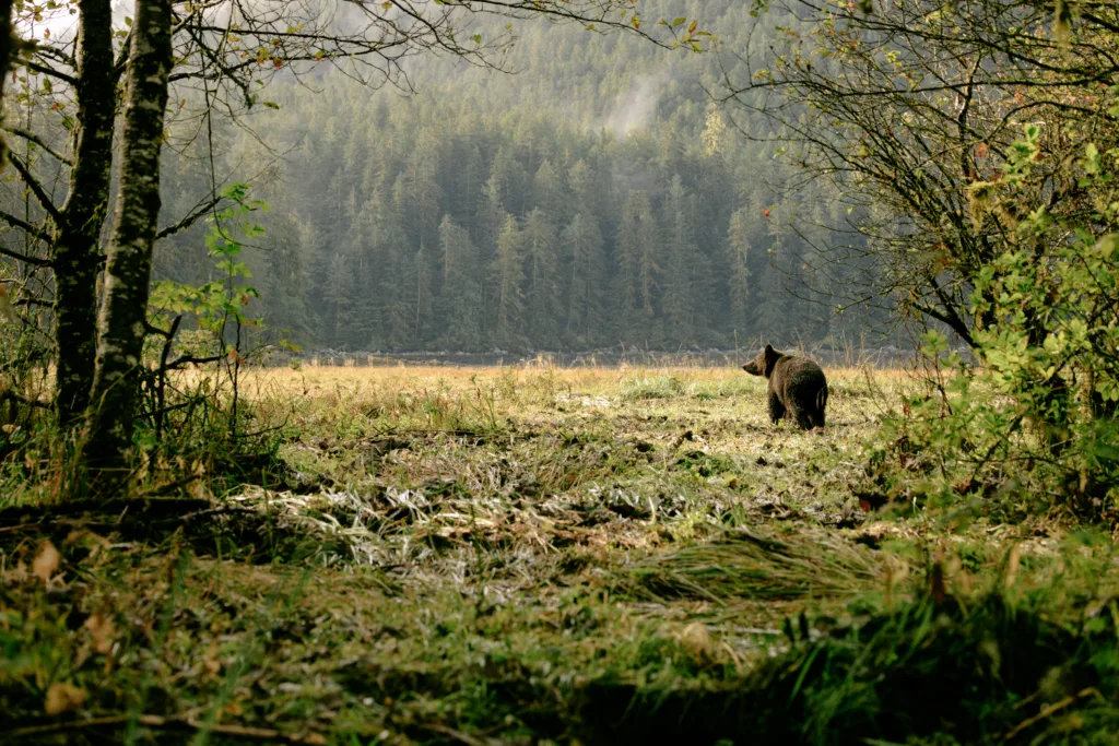 Spirit Bear Lodge - Klemtu, Canada